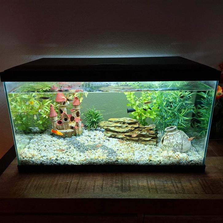 Vissen aquarium, Dieren en Toebehoren, Vissen | Aquaria en Toebehoren, Zo goed als nieuw, Ophalen