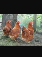 Jonge kippen, Dieren en Toebehoren, Pluimvee, Vrouwelijk, Kip