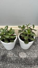 2x crassula ovata, Huis en Inrichting, Ophalen of Verzenden, Overige soorten, Minder dan 100 cm