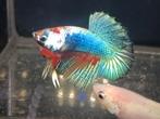 Betta man multicolor, Dieren en Toebehoren, Vissen | Aquariumvissen, Vis