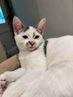 Lieve kitten, Dieren en Toebehoren, Kater