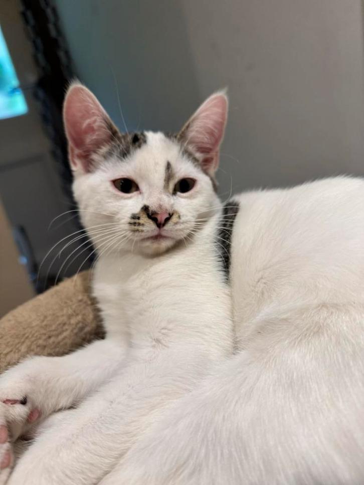 Lieve kitten, Dieren en Toebehoren, Katten en Kittens | Overige Katten, Kater