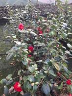 Camellia diverse kleuren, Overige soorten, Minder dan 100 cm, Zomer, Ophalen