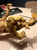 Mooie wimpergekko baby, Hagedis, Tam, 0 tot 2 jaar