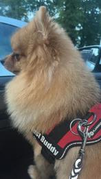 Dekreu aangeboden, Dieren en Toebehoren, Honden | Dekreuen, Particulier, Rabiës (hondsdolheid), Reu, 1 tot 2 jaar