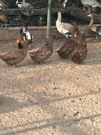 Cacy cambell legeenden, Dieren en Toebehoren, Pluimvee, Meerdere dieren, Eend