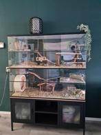 Chinchilla villa zonder tralies 120x50x120 - Knaagdierkooi, Dieren en Toebehoren, 110 cm of meer, Nieuw, Ophalen of Verzenden