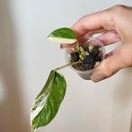 Epipremnum pinnatum variegata, Huis en Inrichting, Kamerplanten, Ophalen of Verzenden, Overige soorten, Minder dan 100 cm