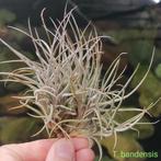 Tillandsia bandensis, Ophalen of Verzenden, Overige soorten, Minder dan 100 cm