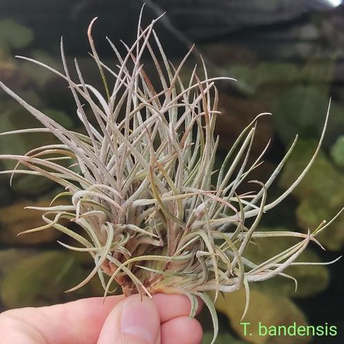 Tillandsia bandensis, Huis en Inrichting, Kamerplanten, Overige soorten, Minder dan 100 cm, Ophalen of Verzenden