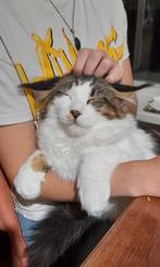 Groote jonge Maine Coon knuffelbeer met stamboom, Dieren en Toebehoren, Katten en Kittens | Raskatten | Langhaar, Kater, Gechipt