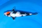 HQ Tancho Shiro Utsuri Topvis voor de toekomst + certificaat, Karper of Koi