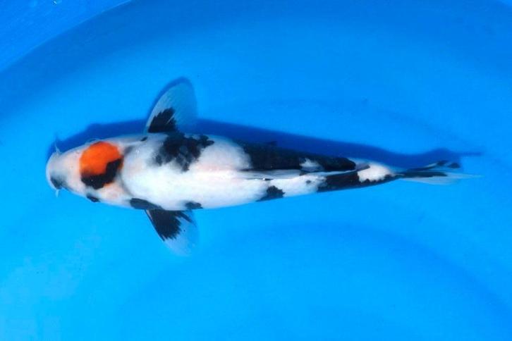 HQ Tancho Shiro Utsuri Topvis voor de toekomst + certificaat, Dieren en Toebehoren, Vissen | Vijvervissen, Karper of Koi