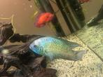 Gezocht: liefdespartner voor bij deze electric blue acara, Vis, Zoetwatervis