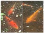 3 koi karpers, Dieren en Toebehoren, Vissen | Vijvervissen, Karper of Koi