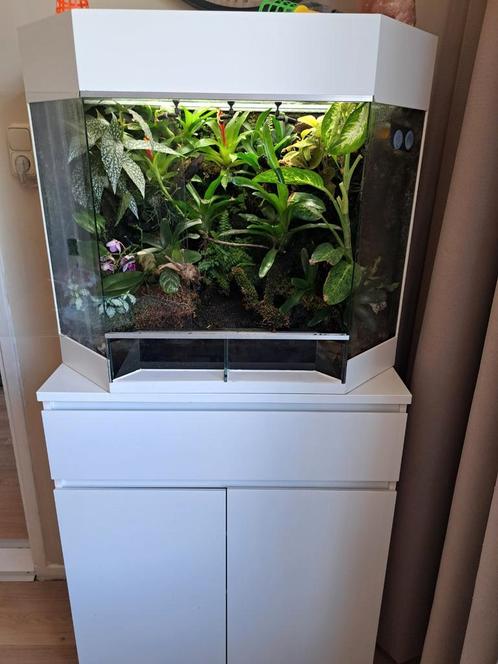 Paludarium zeer mooie dutch rana Paludarium , vivarium, Dieren en Toebehoren, Reptielen en Amfibieën | Toebehoren, Terrarium of Paludarium
