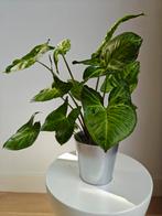 Pijlpunt plant, Ophalen of Verzenden, Overige soorten, Minder dan 100 cm