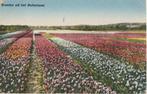 Bollenvelden - Groeten uit bollenland (NH), Ophalen of Verzenden, 1920 tot 1940, Gelopen, Noord-Holland