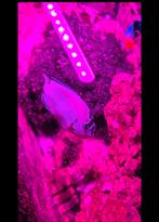 Grote Genicanthus Watanabei te koop., Vis