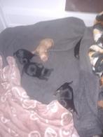 Te koop    4  chihuahua  pups, Dieren en Toebehoren, Honden | Chihuahua's en Gezelschapshonden, 8 tot 15 weken, Parvo, Meerdere