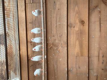 Witte zebravinken poppen beschikbaar voor biedingen