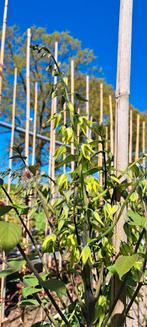 Decaisnea fargesii, augurkenstruik, Overige soorten, Lente, Minder dan 100 cm, Ophalen