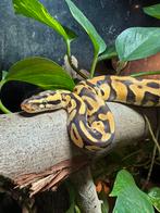 Ball Python 2x, Dieren en Toebehoren, Reptielen en Amfibieën, Slang