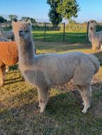 Te koop: alpaca Voorstehoeve Josephientje, Dieren en Toebehoren, Overige Dieren, Juni, Vrouwelijk