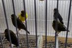 five fancy mannen groen vol op zang, Dieren en Toebehoren, Vogels | Kanaries, Mannelijk