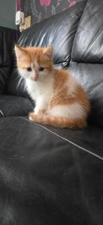Halve maincoontje (nog 2 beschikbaar), Dieren en Toebehoren, Katten en Kittens | Overige Katten, Poes