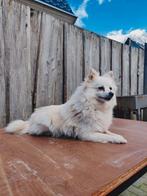 Mini Keeshondje ( zeer lief, ook voor kinderen ), Particulier, Rabiës (hondsdolheid), Keeshond, Teef