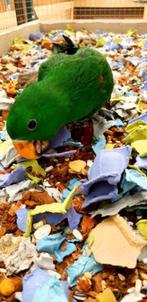 Jonge Baby Edelpapegaaien | Handtam | Nieuwsgierig | Getest, Dieren en Toebehoren, Vogels | Parkieten en Papegaaien, Mannelijk