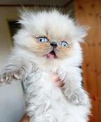 2 mooie Himalayakittens, Meerdere dieren, Ontwormd, 0 tot 2 jaar