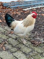 Prachtig haantje afgelopen pinksteren geboren, Mannelijk, Kip