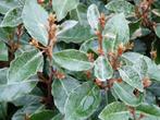Eleagns ebbingei - Olijfwilg - diverse maten, Tuin en Terras, Planten | Tuinplanten, Volle zon, Vaste plant, Zomer, Ophalen