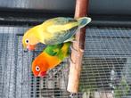 Prachtig broedkoppel opaline euwing yf x split yf + jong, Dieren en Toebehoren, Vogels | Parkieten en Papegaaien, Meerdere dieren