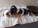Cavia's, Dieren en Toebehoren, Augustus, Meerdere dieren, Cavia