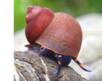 viviparus sp. blueberry snail, Dieren en Toebehoren, Slak of Weekdier, Zoetwatervis