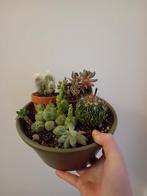 Groene schaal met cactussen en vetplanten, Ophalen, Cactus, Minder dan 100 cm