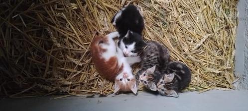 kittens te koop, Dieren en Toebehoren, Katten en Kittens | Overige Katten, Kortharig, Meerdere dieren, 0 tot 2 jaar