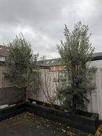 Mooie Olijfboom te koop!, Tuin en Terras, Planten | Bomen, Bloeit niet, 100 tot 250 cm, Olijfboom, Ophalen