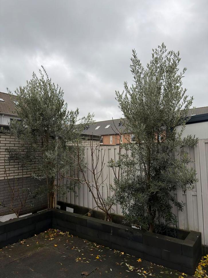 Mooie Olijfboom te koop!, Tuin en Terras, Planten | Bomen, Olijfboom, 100 tot 250 cm, Volle zon, Bloeit niet, In pot, Ophalen