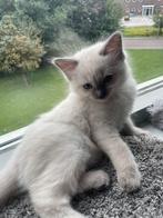 Ragdoll kittens 2 katers zoeken nog een goud mandje, Dieren en Toebehoren, Meerdere dieren, Ontwormd, 0 tot 2 jaar