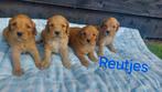 Cockapoo's puppie's Reutjes en Teefjes Beschikbaar., Overige rassen, CDV (hondenziekte), 8 tot 15 weken, Meerdere