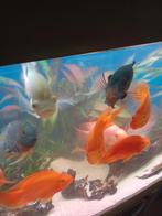 koppel oscar albino 15cm te koop aangeboden, Dieren en Toebehoren, Vis, Zoetwatervis