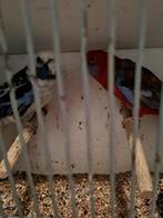 Koppel  pennanten, Dieren en Toebehoren, Meerdere dieren, Geringd