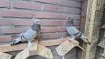 Takla, Dieren en Toebehoren, Vogels | Duiven