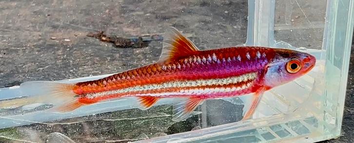 Rainbow Shiner. Regenboog Elrits, Dieren en Toebehoren, Vissen | Vijvervissen, Overige soorten
