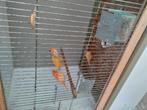 Rode kanaries, Dieren en Toebehoren, Vogels | Kanaries, Mannelijk, Kleurkanarie