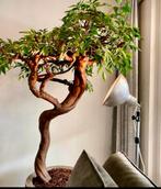 Vintage Cifo studiolampen, Ophalen of Verzenden, Metaal of Aluminium